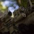 Crosman 1911 Semi-Auto .177 BB CO2 Air Pistol Spec & Review